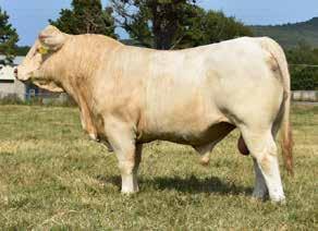 50 HF MO BETTER DS398 tattoo: DS398 3/9/2016 M892902 Polled CJC TRADEMARK H45 CJC MS TRADEMARK S938 F1053329 TW MS STAR P100 BW: 82 lbs.