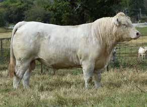 LHD ALI MARK T214 CJC MS PERFECT F57 JWK BEV F217 ET EPDs: 6.1 0.6 28 55 8 3.1 22 0.9 196.75 We, Hudspeth Farms, think a lot of this bull and the cow family.
