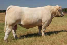 88 Lot 1 Balance, style and eye appeal. This Bells & Whistles son has it all. Did we mention his dam is one heck of a cow? Combined with his sire, this is a no miss herd sire.