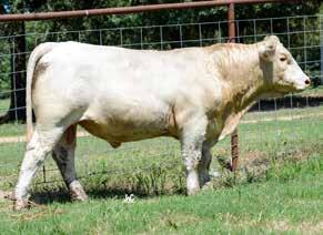 /103 LHD MS CLASSIC BELL X613 ABC LEADER WM MS AG ALI 264 PET EPDs: 1.4 1.2 30 57 7 1.9 22 1.1 A big, stout, smooth, full two-year-old. Maximo sons are the real deal. Don t miss out on this bull.