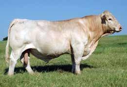 KCM JEWEL 354N TR MR FIRE WATER 5792RET OBG NANCY 8103 VMN CAVALRY PLD 803H THOMAS MS BONANZA 8673 EPDs: -0.7 0.9 11 20 6 0.9 12 0.0 A bull that has some extra length and is still stout made.