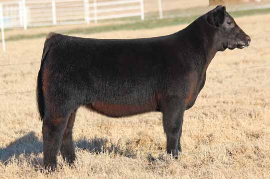 MAINE-ANJOU OPEN HEIFERS VIDEOS OF SALE CATTLE WILL BE POSTED AT WWW.BUCKCATTLE.COM THE WEEK PRIOR TO THE SALE.