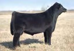 MISS RSCC 4K Her dam, Roxbury, has been one of our elite donors for years. She has produced great herd sires like Top Secret, Ambush, and Remedy.