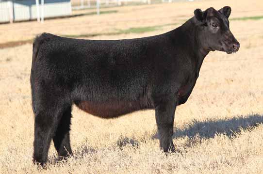 MAINETAINER OPEN HEIFERS TKFF TSSC Freeway 23A, sire of Lots 23 & 24. 23 BK DEAD RINGER 6023 Heifer / MaineTainer / 10.23.2016 / TATTOO: 6023D Wow! describes this one the best.