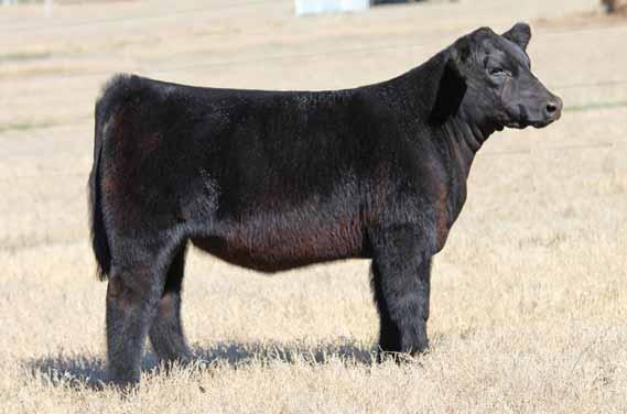 TKFF TSSC FREEWAY 23A GOET I80 G&J ERICA 3259 BKRI TRENDSETTER 501T BK YOUR WHISKEY 1075 ET (UNLIMITED POWER) She is sired by Freeway which is an I80 X Northern Improvement son I purchased from Tim