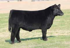 She is sired by Trendsetter out of an Unlimited Power daughter which is out of 001 the great Whiskey female which produced BK Sting and the 2013 National Champion MaineTainer Female.
