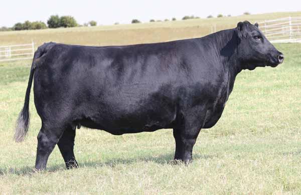 XIKES X RENEGADE 5010 DAUGHTERS // MAINETAINER OPEN HEIFERS Maternal sister to Lots 25-27. BK Renegade 5010, dam of Lots 25-27. BK Xikes X59, sire of Lot 25-29. Maternal sister to Lots 25-27. FULL SIBS, LOTS 25, 26 & 27 25 26 27 CMCC DUN DEAL 6025 Heifer / MaineTainer / 09.