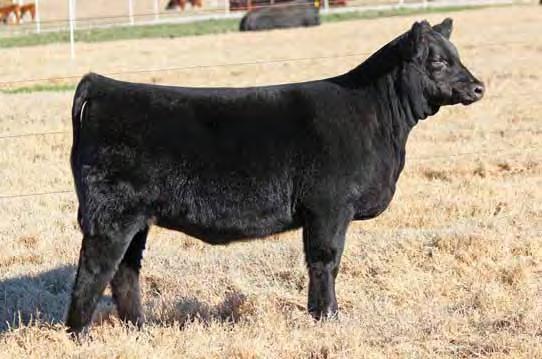 MAINETAINER OPEN HEIFERS VIEW THE SALE ONLINE Or watch the sale on-line at www.liveauctions.tv. Check out their new feature.