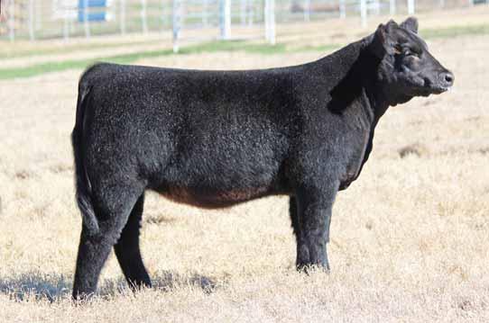 MAINETAINER OPEN HEIFERS 30 CMCC DRAWING CARD 6030 MINN HARD WHISKEY 591Y Heifer / MaineTainer / 09.15.