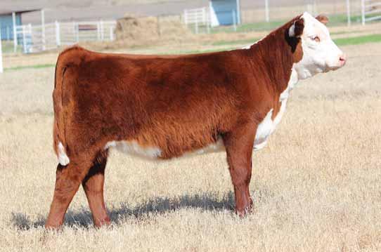 Combine that HAPP KOOL AID POINTS 1218 with her quality and this one will be a force to be reckoned with. Her sire, Sensation, is one of the hottest sires in the breed.
