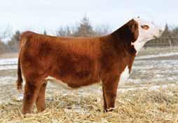 !! CH 372 POT OF GOLD 7120 ET DAM CRANE STYLE POINTS 945 Her sire is a young herd sire in the Happ program which is rich in proven genetics.
