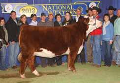 Louisville, and Junior Nationals. She is a true power cow and her daughters are excellent mothers with beautiful udders.