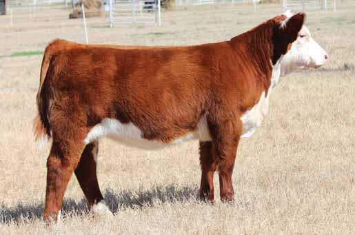 88X X VICKY 028 DAUGHTERS // HEREFORD OPEN HEIFERS 47 BK DISCOVER VICKY 6047D 48 BK DIVINE VICKY 6048D FULL SIBS, LOTS 44-48 47 48 BK DISCOVER VICKY 6047D ET EPD s... CE: 1.