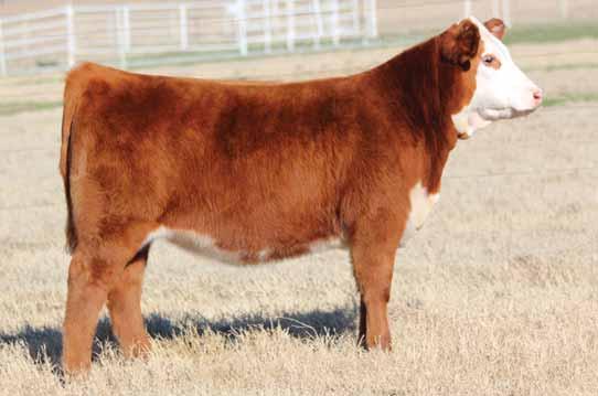She is sired by the great Hometown which has proven himself in every aspect of the business. Her dam was the Grand Champion Polled Female at the 2014 National Junior Hereford Expo for Cole Moore.