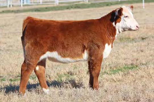 HEREFORD OPEN HEIFER 57 CMCC DRAFT DAY 6057D TH 89T 743 UNTAPPED 425X ET Heifer / Polled Hereford / 09.10.2016 / TATTOO: 6057D DAM Up headed, bold ribbed, great muscle shape, with great feet and legs.