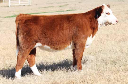 Moore s purchased her dam in the 2015 Spring Edition Sale. She is sired by the popular Hometown out of the 337U donor. EPD s... CE: 2.4 BW: 2.
