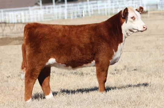 HEREFORD OPEN HEIFERS VIDEOS OF SALE CATTLE WILL BE POSTED AT WWW.BUCKCATTLE.COM THE WEEK PRIOR TO THE SALE. 63 CMCC DEAL ME IN 6063D ET NJW 1Y WRANGLER 19D Heifer / Polled Hereford / 09.22.
