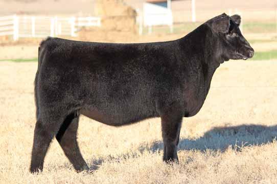 XIKES X ZANELLA 227 DAUTHERS // MAINE-ANJOU OPEN HEIFERS Full sib to Lots 1 and 2. 1 BKMT DON T WORRY 6001 Full sib to Lots 1 and 2.