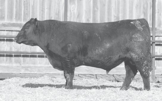 Commercial Summer Yearling Bulls Lot 178 Lot 180 178 MR Tied 17395 Calved: 6/22/15 Tattoo: 17395 180 MR Trail 0845 Calved: 6/18/15 Tattoo: 0845 connealy lead ON MR