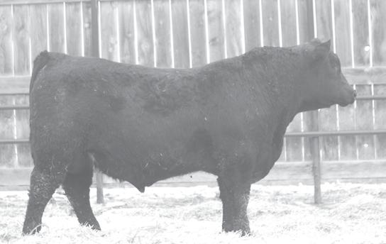 5 R Registered Angus bull angus Cow Angus Cow registered Angus Bull Registered Angus Cow Registered Angus Bull angus Cow 683 39 SC 39.
