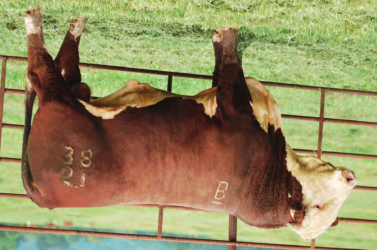Fall Two-Year-Old Bulls ::: Enticer sons 62 BF 3027 Enticer 161 ET Sire of Lots 62 65 62 BF MAX 5138 CALVED 10/5/15 ::: AHA 43668272 ::: TATTOO BE 5138 ::: Horned UPS DOMINO 3027