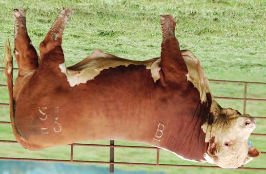 Fall Two-Year-Old Bulls ::: Harland 0113 sons 66 BF CB 0113 HARLAND 5921 CALVED 11/3/15 ::: AHA 43823114 ::: TATTOO BE 5921 ::: Horned CJH HARLAND 408 {SOD,CHB,DLF,HYF,IEF} BF HARLAND 0113 BF MS 1132