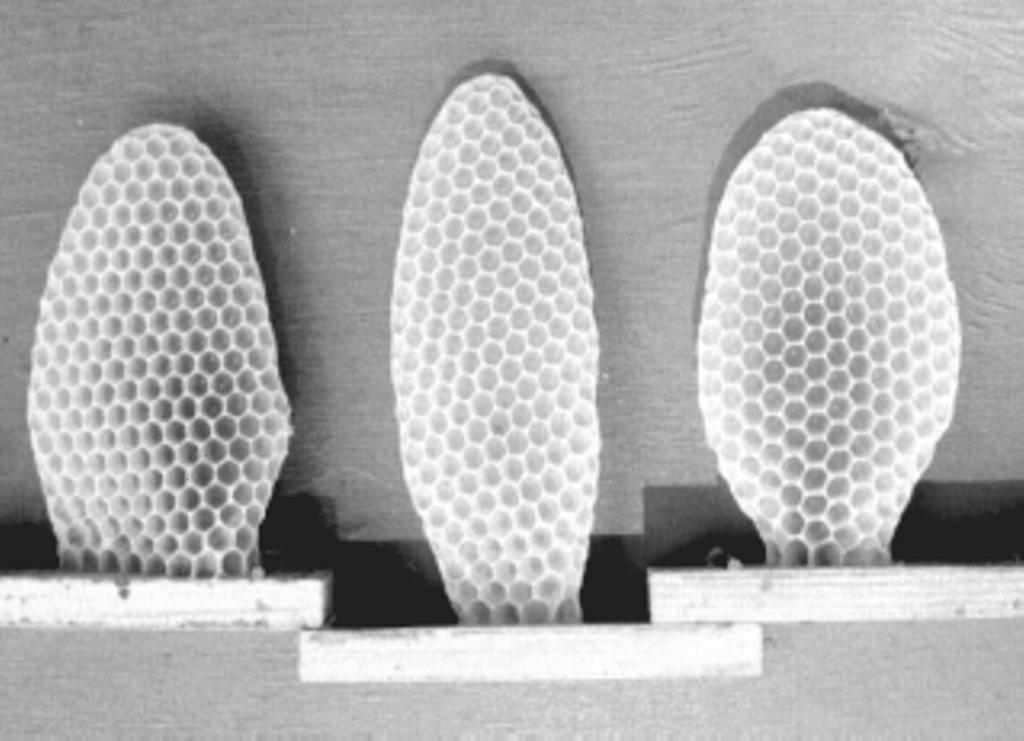 Vol. 50 No. 2 2006 Journal of Apicultural Science 35 Fig. 1. Samples of natural combs from mating baby nucs with vertical, intermediate and horizontal (from left to right) orientation of cells. Fig. 2. Evaluation of cells orientation in natural honey bee combs.