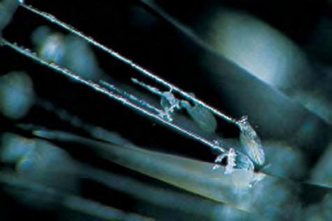 Figure 13. The synthetic diamonds shown here (0.29 0.78 ct) are among those GE produced experimentally in the 1970s. Photo by Robert Weldon, GIA. Figure 11.