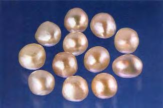 any we have seen before. The pearls were symmetrical, primarily offrounds and oval button shapes, and ranged from approximately 6 to 8 mm in diameter (figure 5).