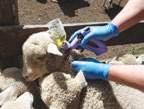 Tri-Solfen, a topical local anaesthetic and antiseptic gel spray. Metacam 20, a subcutaneous injection high on the neck behind the ear. Buccalgesic being applied to the internal cheek of a lamb.