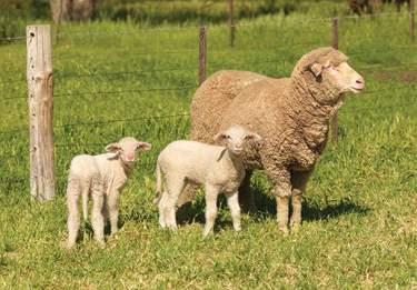 44 ON FARM AWI provides funding for Lifetime Ewe Management training aimed at wool and sheep producers keen to improve lamb and ewe management and survival.