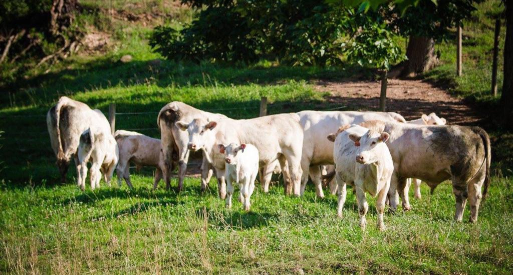 2016 Mid - Ohio Valley Cattlemen s Select Sale