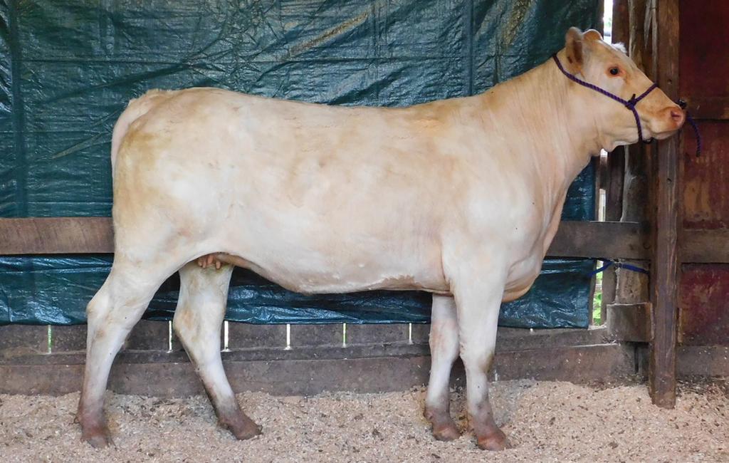 Gridmaker 104. Bred back to the calving ease son of NWMSU Doc Silver 362. Polled bull calf at side out of WR Travel Agent A602(Select Sires new calving ease bull). BW 0.7, WW 34, YW 69, MEPD 9, CEM 5.