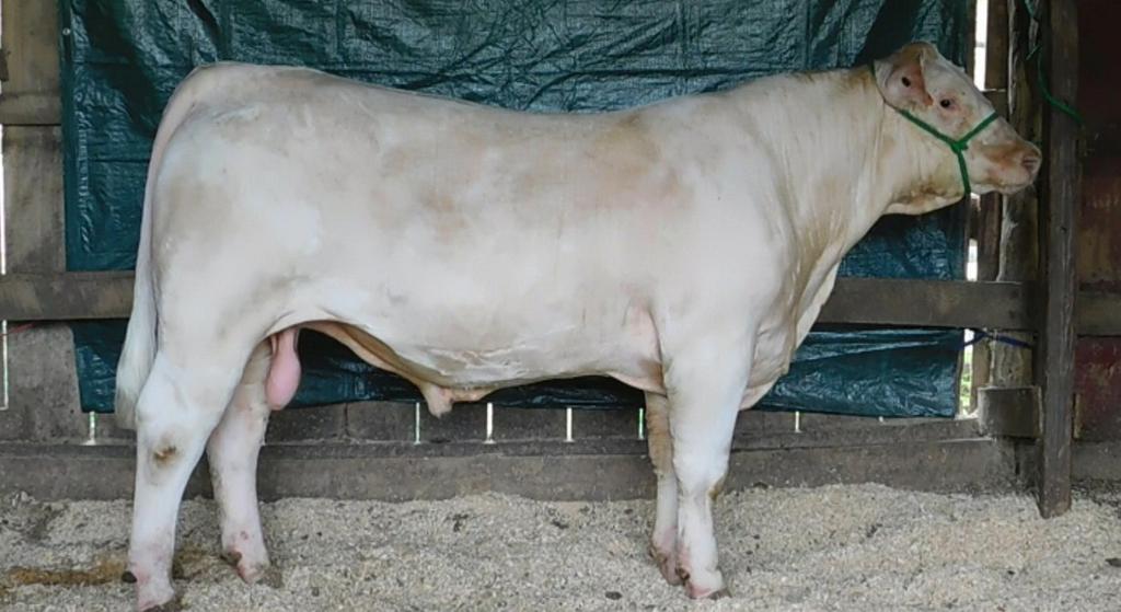 Bred AI on 6/14/16 to WC Big Ben 9036 P(ABS calving ease sire). pasture exposed to JIM Doc Silver B12J. BW 1.1, WW 18, YW 33, MEPD 3, CEM 2.7.