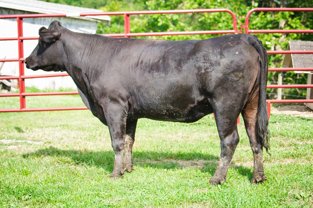 COW VCHI 904J VCHI 904J VCHI Chi s Goldy 902S Service Sire: WayView Conan 8169-B178 Due Date: 2/1/17-2016 MOVCSS - Lot 39 Calved Sept. 5, 2011 his young cow is a very well put together cow.