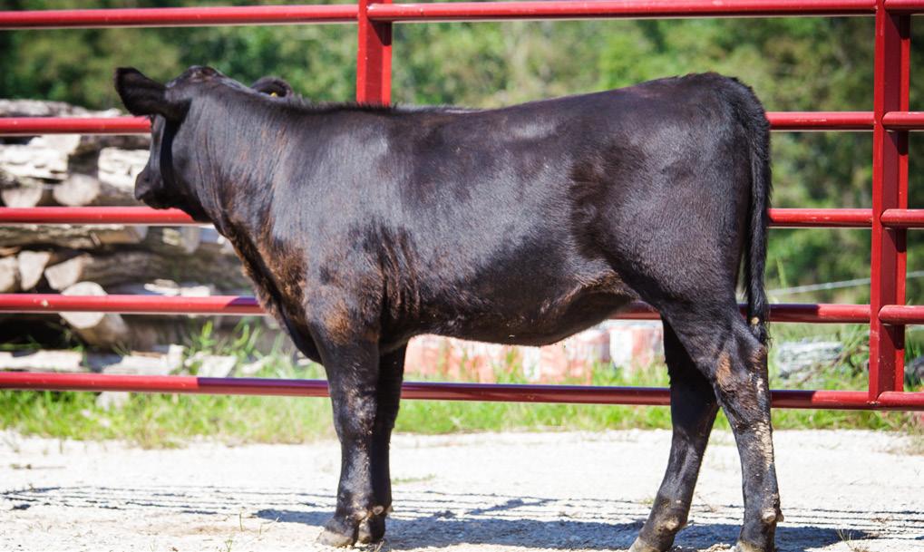 dam reg limousin npf- 1554219 Consigned by: D & S Farms Lot 40 LimFlex Heifer Calf N Bar Emulation EXT Exline Emulation 2 X-Basin Lucy X140 dont over look this heifer she is from a strong reg