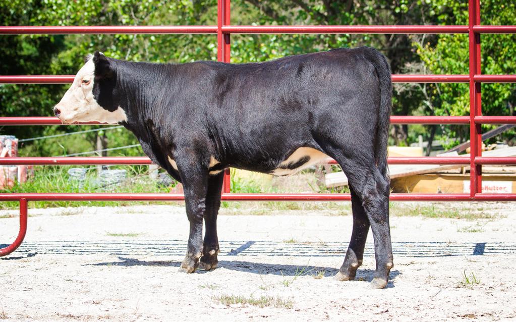 Lot 44A Herefordx Calved Mar. 8, 2016 Heifer Calf baldy heifer you got pictured- lookout baldy breeders here is the chance you have all been waiting on.