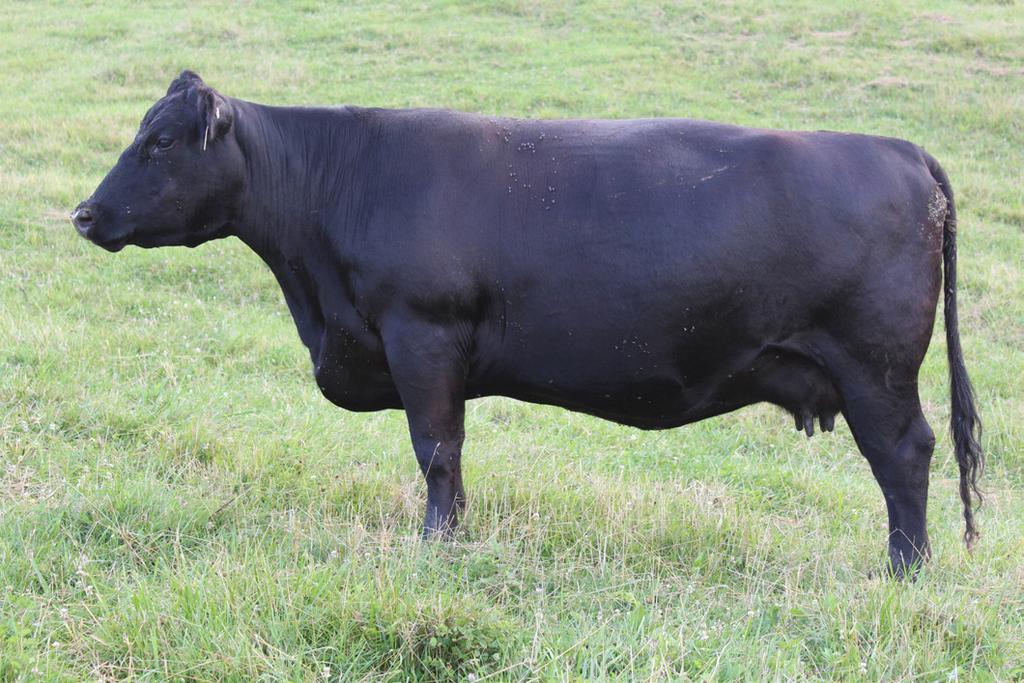 Bred Cow Lot 11 SFA Shaws Miss Rachel 346 Oscar Explorer S F A Oscar 893 S F A Shaws Miss 445-2016 MOVCSS - 15560310 - Calved Apr.