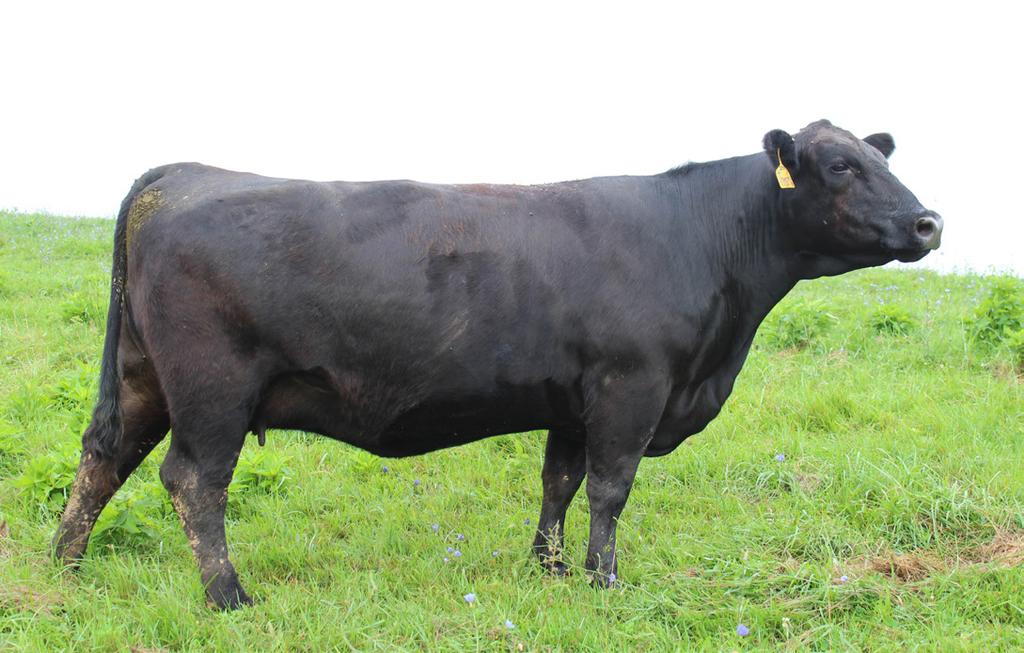 - 2016 MOVCSS - BULL Lot 13 Spring Hill Total Lucky 7 17283074 - Calved Dec.