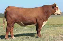 She should make a front pasture type cow. Her dam was one of our best producers and I would expect no less from this Cracker Jack daughter.