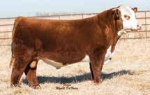 18 TH 66U 719T Reba by 719T is a leading donor at Glengrove Farms. She is one good cow. Selling three (3) embryos by R Leader 6964.