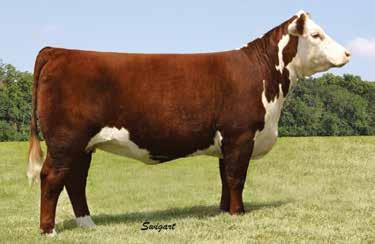 25 A Three (3) IVF Heifer Calf Embryos Selling choice package of three (3) IVF sexed heifer calf embryo matings out of Miss Kitty, the dam of the highly decorated RJL LCC Poker Face 5C.