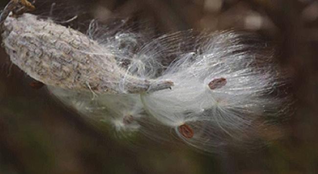 A Trace of God In a Milkweed Pod ALICE M ABRAMS There is that perfect moment as the casing bursts and parachuted seeds take to the wind.