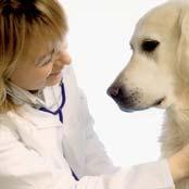 Conceived by veterinarians for veterinarians, all Dermoscent products are commercialized through vet clinics or selective pet stores where competent and appropriate veterinary advice is available.