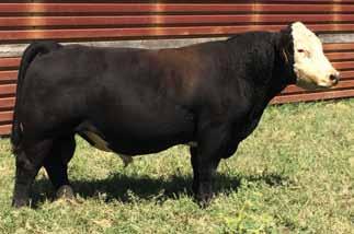 48 611 49 612 BD: 4-13-16 Tattoo: 611 Crossbred BD: 4-8-16 Tattoo: 612 Crossbreed Sire: Night Owl Dam Sire: Macho x Who Made Who 74 635 Sire: Night Owl Dam Sire: All About You x Mason 70 615 These