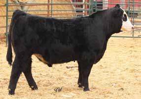58 MCCS Combustible 39D BD: 3-16-16 ASA#3221525 Tattoo: 39D Black Baldy Dbl Polled Purebred CE 11.9 46 75 ADG.18 MCE 5 24 M 46 Stay 4 A 12.2 16.5 -.28.13 -.017.
