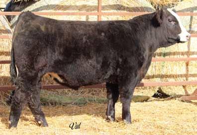 66 MCCS Real Steel 1C BD: 1-26-15 ASA#3072554 Tattoo: 1C Black Dbl Polled 1/2 SM 3/8 AN 1/8 MA Hara s Real Steel 806Y MCCS 626X 2026 CE 10.3 50 74 MCE 7 14 M 39 Stay DOC 8.5 A 14.3 -.17.21 -.024.