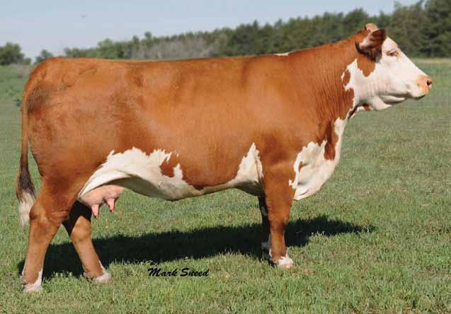 Donors C Ms Pure Gold 2003 Dam of Lots 9 and 10 9 H HARRIET 817 ET 42882778 Calved: March 4, 2008 Tattoo: BE 817 DD EXCEL DESIGN 40 {SOD} DUNROBIN EXCEL 3Z ET GO EXCEL L18 {SOD,CHB}{IEF,DLF,HYF} MISS