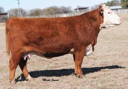 Donors Boyd Cameo F37 2154 Dam of Lot 11 11 Lot 11 KCL 4002 Cameo 10S ET KCL 4002 CAMEO 10S ET P42770820 Calved: Jan.