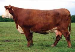 10S is a very angular and massive cow with an A+ udder that is a front pasture donor. The dam of this cow is one of the powerhouses in the KCL donor program.
